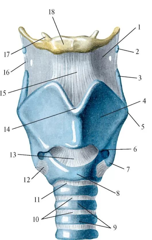 Хрящевое строение гортани. Щитовидный хрящ анатомия. Щитовидный хрящ гортани анатомия. Строение щитовидного хряща гортани. Строение щитовидного хряща анатомия.