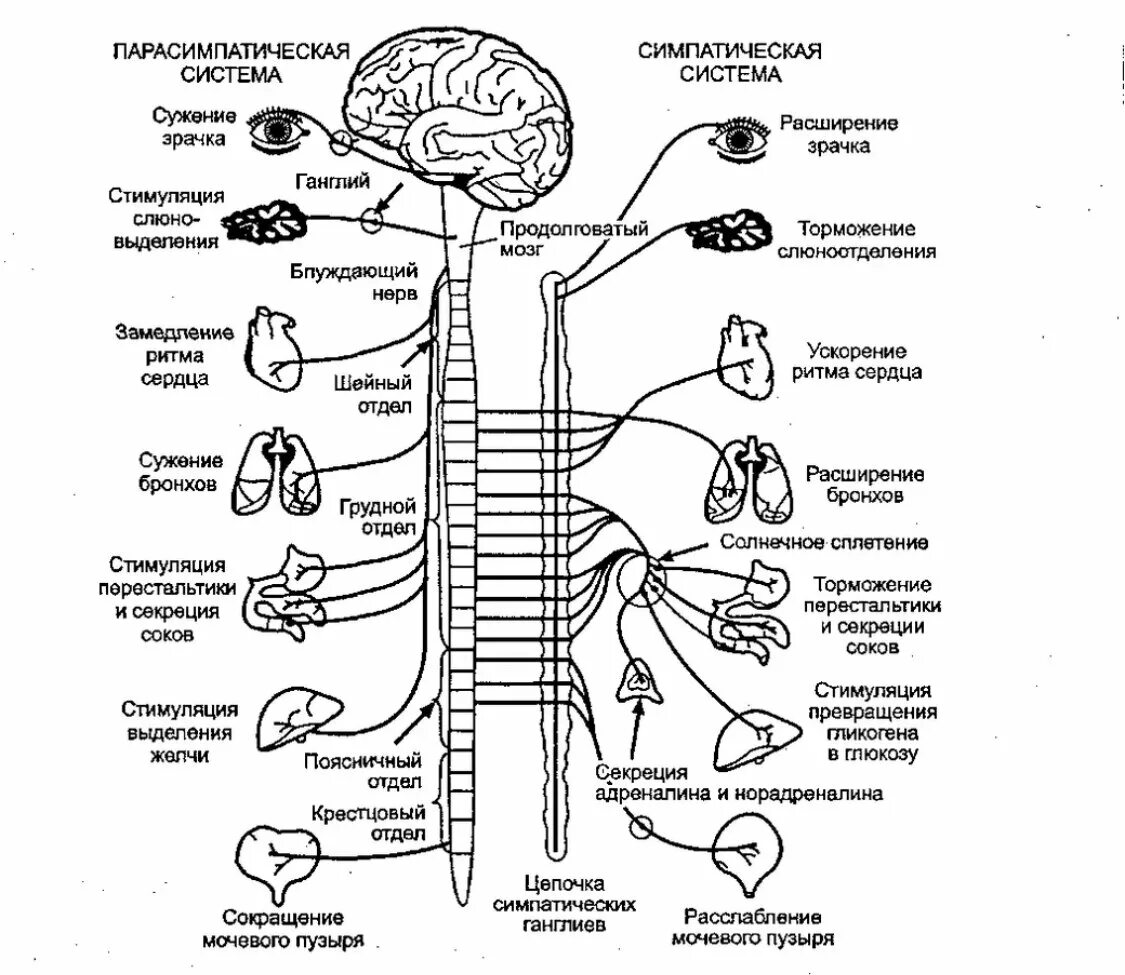 Симпатический отдел вегетативной нервной системы схема. Нервная система человека схема симпатическая и парасимпатическая. Парасимпатический отдел вегетативной нервной системы схема. Схема строения симпатической и парасимпатической нервной системы.