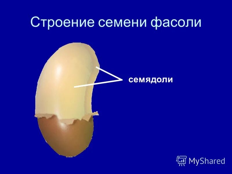 Строение двудольного семени. Строение семени фасоли. Рубчик семени фасоли. Семядоля семени фасоли. Строение плода фасоли.