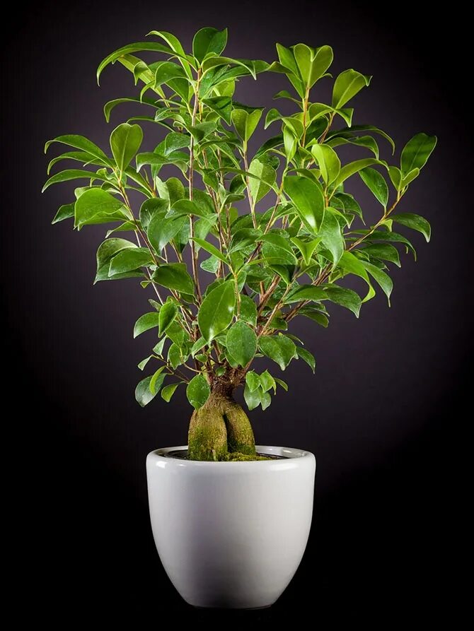 Фикус бенджамина бонсай. Фикус бенджамина bush. Как называется комнатное дерево. Бонсай дерево фикус бенджамина. Цветок фикус микрокарпа.
