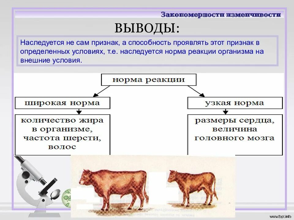 Закономерности изменчивости конспект. Закономерности наследственной изменчивости биология. ненаследственная фенотипическая изменчивость. закономерности модификационной изменчивости норма реакции. закономерности изменчивости ненаследственная изменчивость.