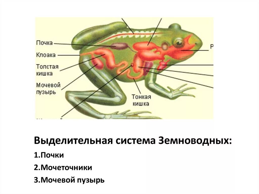 Выделительная система бесхвостых земноводных. Система выделения у земноводных. Выделительная система лягушки. Выделительная система система земноводных кратко.