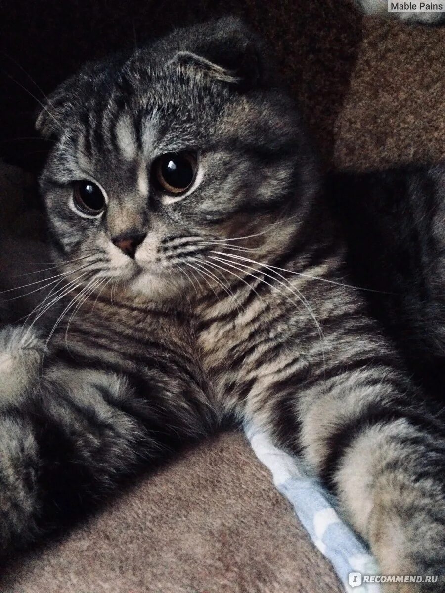 Скоттиш страйт уши. Шотландская прямая кошка. Шотландская кошка прямоухая серая. Британский скоттиш страйт. Шотландский с прямыми ушками.
