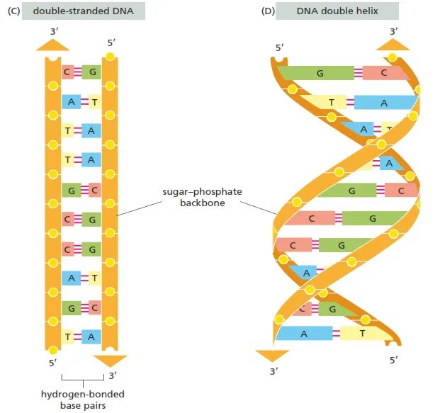 Выберите признаки молекулы днк. ДНК. Four Bases of DNA. Дабл Хеликс ДНК. Double Stranded DNA.