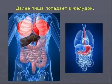 Через какое время еда попадает в желудок