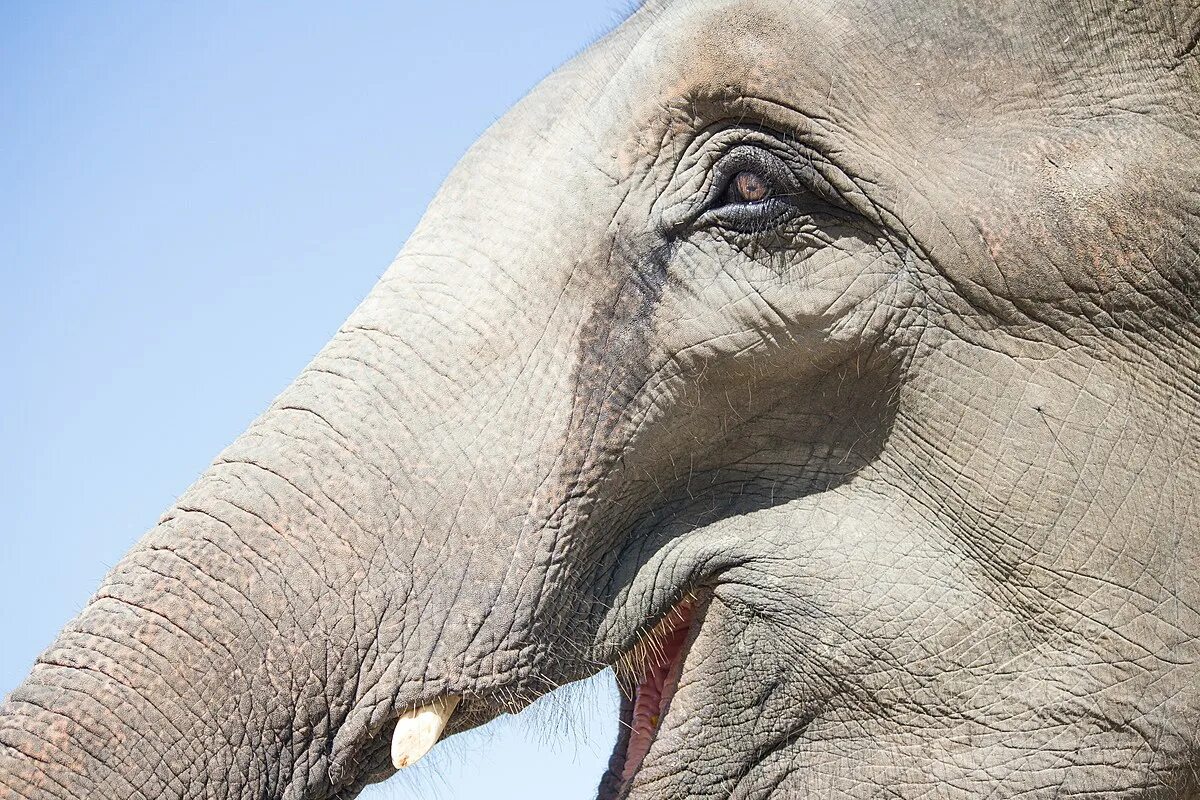 Happy elephant. Лицо слона. Лица слониха. Хобот слона. Лицо слоненка.