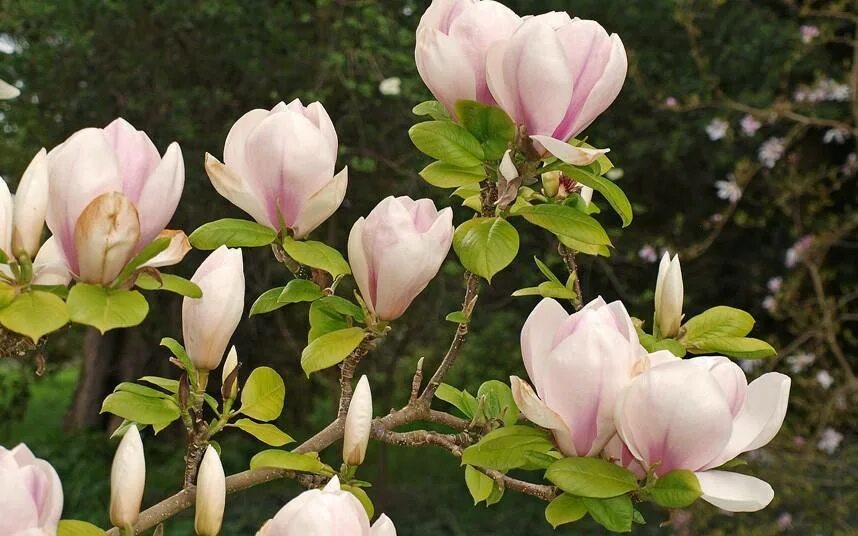 Магнолия цветы купить. Магнолия Суланжа дерево. Магнолия Суланжа куст. Магнолия Суланжа звездчатая. Магнолия Суланжа белая.