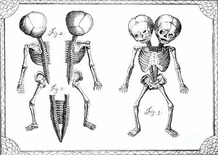 Рисовать 2 головами