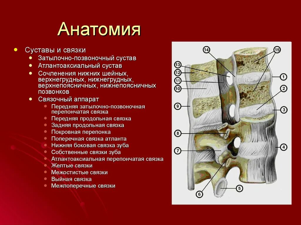 Связочный аппарат позвоночника анатомия. Суставы позвоночного столба. Передняя продольная связка шейного отдела позвоночника. Межпозвоночный сустав строение.