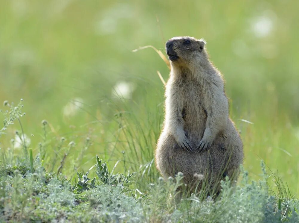 волк суслик
