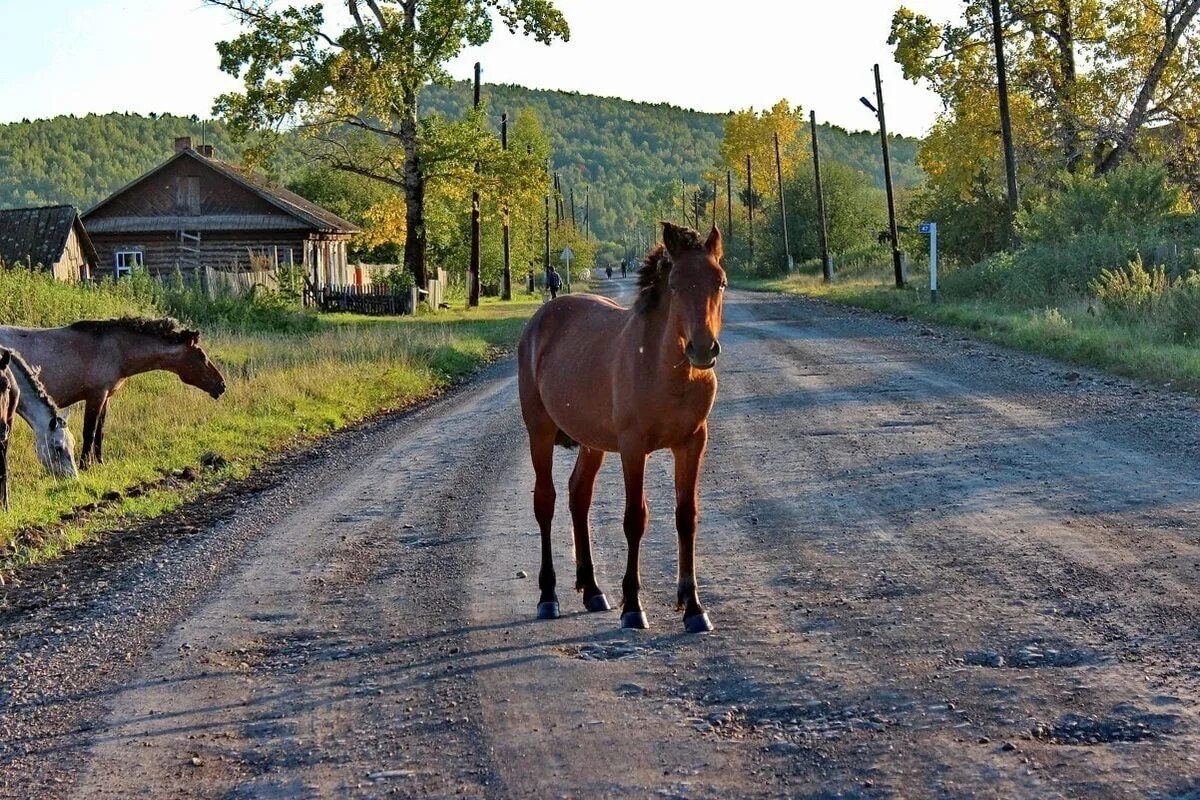 Село лошадка. Лошади в деревне. Деревенский конь. Лошадь на дороге. На конях по дороге.