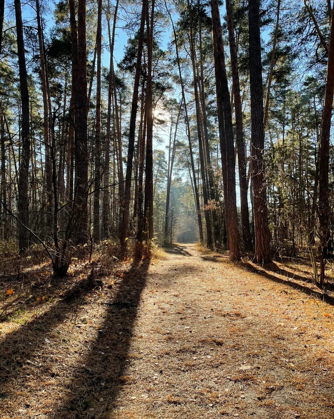 монастырский лес в солотче. мещерский лес рязанская область. вакинский лес рязань. тырново пьяный лес. пьяный лес в шиловском районе.