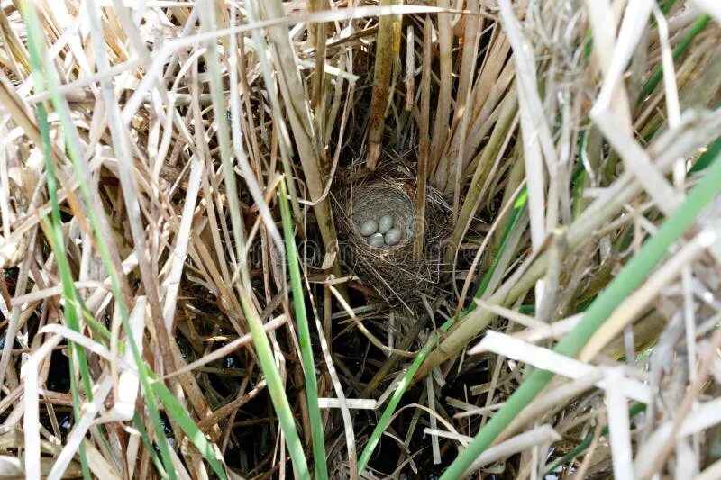 The nest of pea. The nest of pea