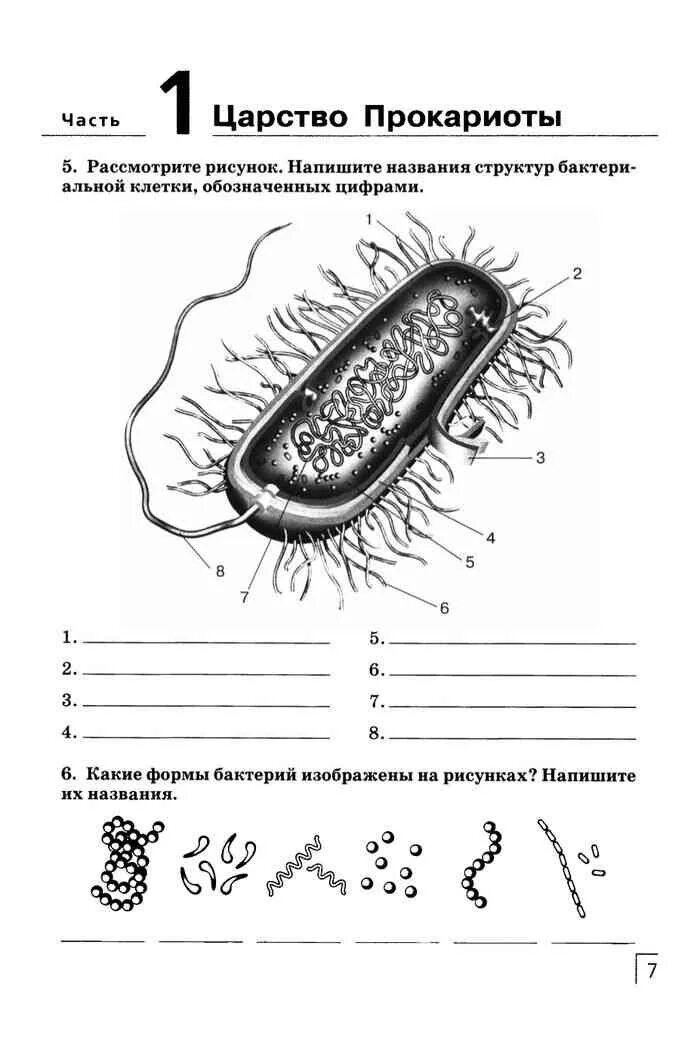 Прокариоты задания. Названия структур бактериальной клетки обозначенных цифрами. Строение бактериальной клетки 7 класс биология. Строение бактериальной клетки рабочая тетрадь. Схема строения бактериальной клетки 5 класс биология Сивоглазов.