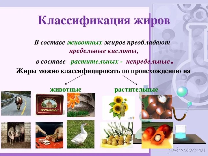 Жиры классификация. Жиры классификация химия. Животные жиры классификация. Презентация на тему жиры 10 класс. Жиры презентация по химии