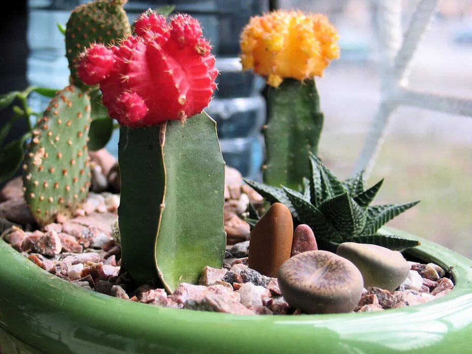 Cactus dg. Гимнокалициум Кактус. Кактус Гимнокалициум Михановича. Гимнокалициум Михановича цветет. Гимнокалициум Михановича цветок.