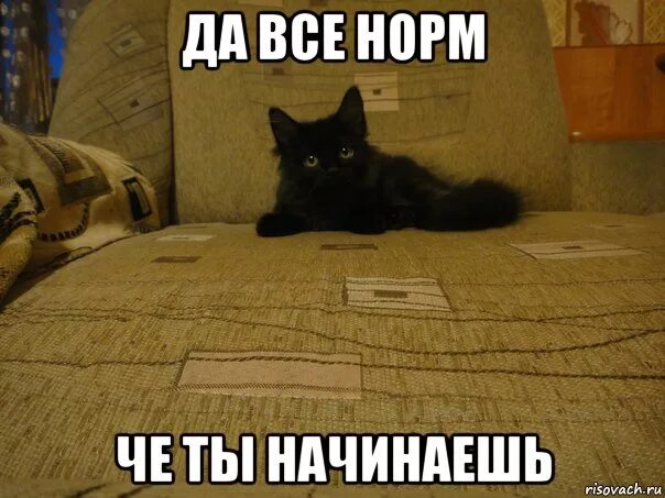 Нормально картинки прикольные. Норм мемы. А не норм. Норма. Мемы для стикеров.