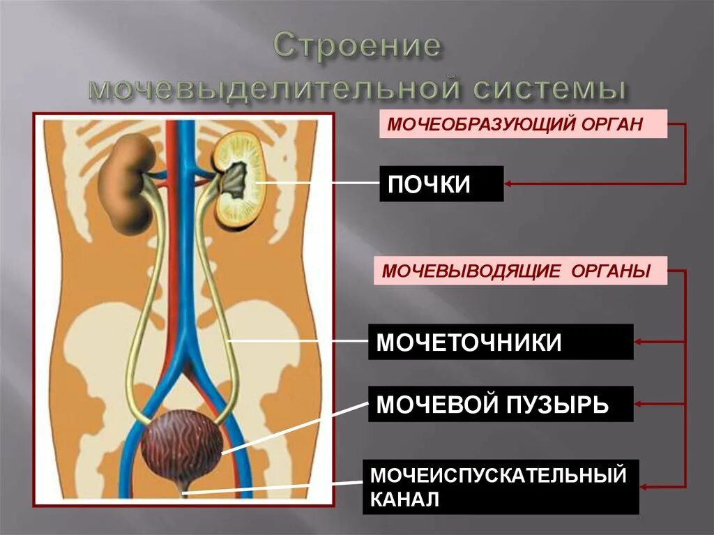 Какую функцию выполняет выделительная система человека. Мочевыделительная система мочевой пузырь. Выделительная система человека строение почки. Мочевыделительная система мочеточники мочевой пузырь. Мочевыделительная система анатомия рисунок.