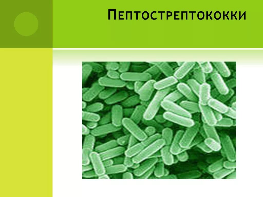 Peptostreptococcus. Пептококки и пептострептококки. Анаэробные пептострептококки. Анаэробные стрептококки пептострептококки. Пептострептококки морфология.