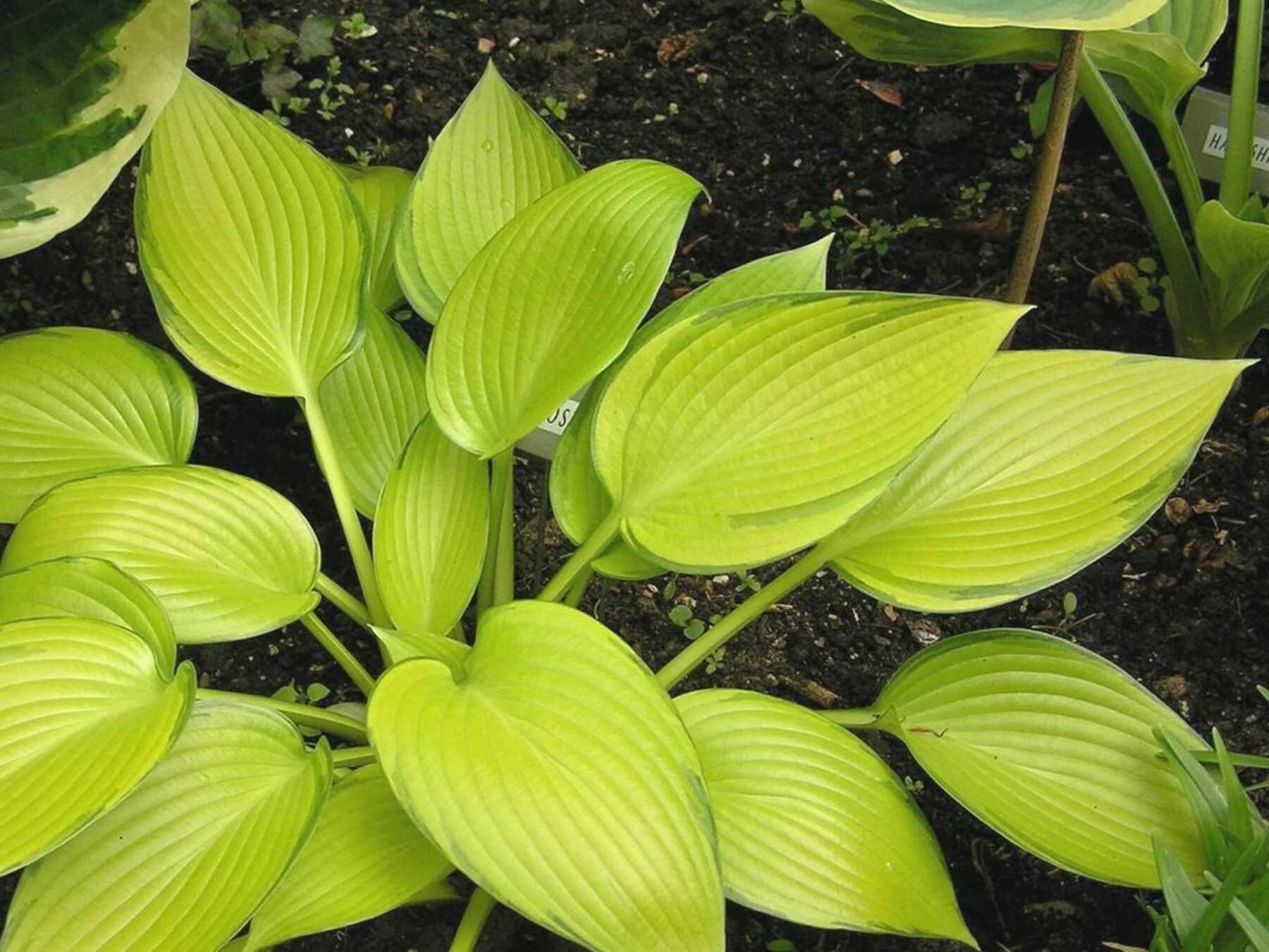 Хоста гибридная джурассик парк. Хоста фрагрант квин. Хоста гибридная antioch. Хоста bobcat. Флоранс хоста.