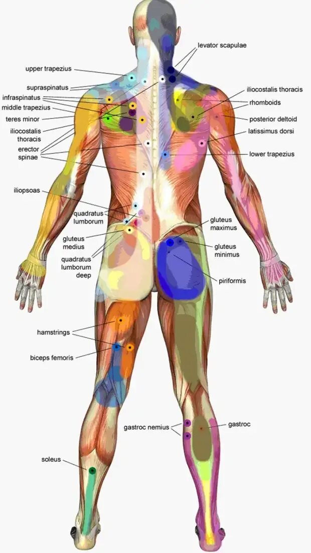 Зона поясницы. Атлас триггерных точек на теле человека. Триггерные точки на спине психосоматика. Мышечные зажимы триггерные точки. Триггерные зоны на теле человека.