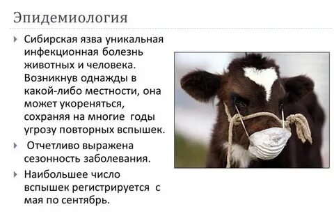 Инфекционные болезни животных и человека