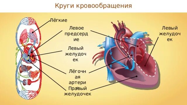 Представители число кругов кровообращения строение сердца. Строение сердца и круги кровообращения схема. сердце человека анатомия схема и круги кровообращения. биология 8 класс сердце круги кровообращения. сердце строение кровоснабжение сердца.
