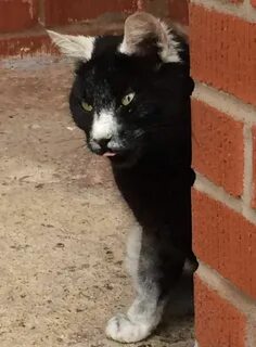 Трансильванская кошка
