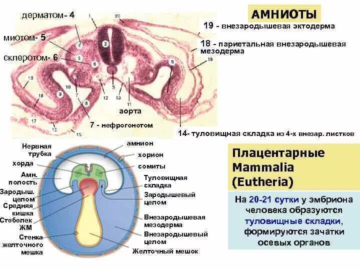 Зародышевые органы гистология. Сомиты дерматом миотом склеротом. Мезодерма дерматом миотом склеротом. Париетальный листок внезародышевой мезодермы.