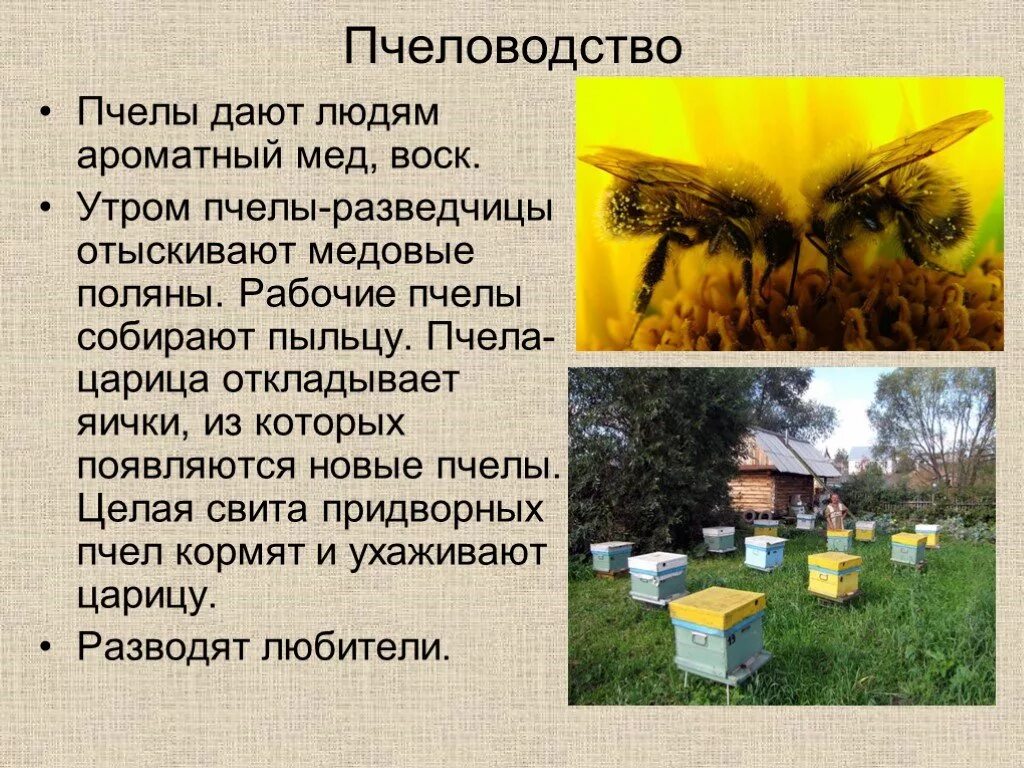 Текст про пчел. Пчеловодство презентация. Пчеловодство доклад. Краткая информация о пчелах. Окружающий мир пчелы.