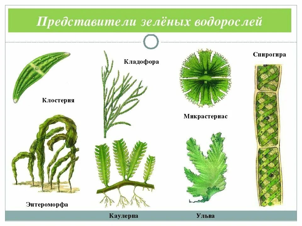 Три примера низших растений. Зелёные водоросли представители. Отдел зеленые водоросли представители. Chlorophyta отдел зелёные водоросли. Представители многоклеточных водорослей.