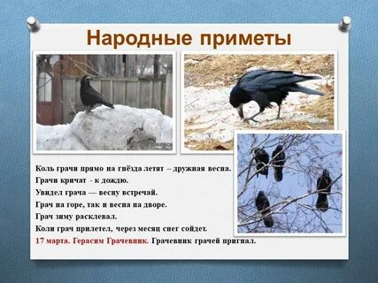 Как видят грачи