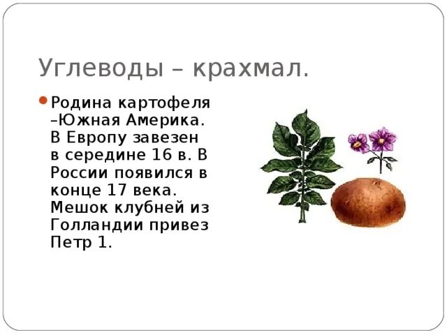 Какие культурные растения были завезены в европу. Какие культурные растения были завезены в европу