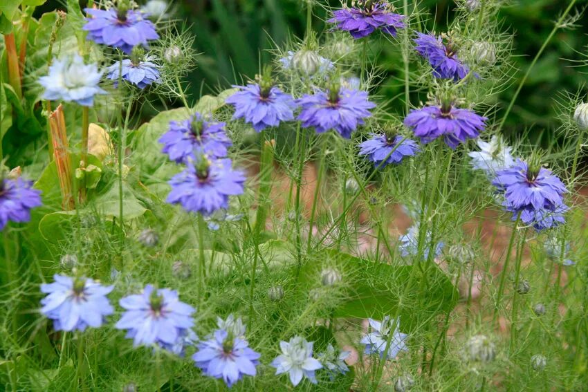 500 BLUE LOVE IN A MIST Miss Jekyll Nigella Damascena Flower Seeds *Comb S/H eBa