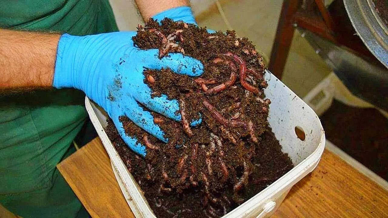 Биогумус калифорнийский червь. Вермиферма биогумус. Биогумус производители