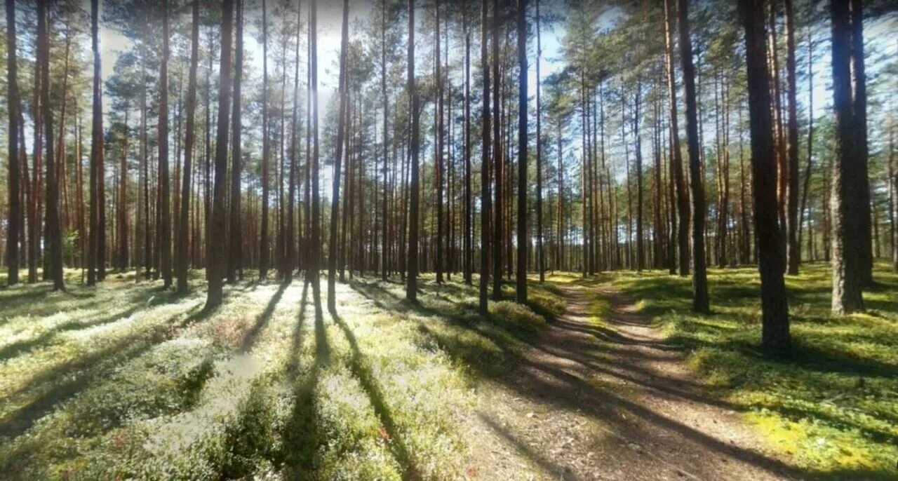 Песня между сосен. Озеро черное Пустошкинский район Псковская область. Псковские длинные Курганы заозёрье фото. Псковские длинные Курганы заозёрье Ленинградская область фото.