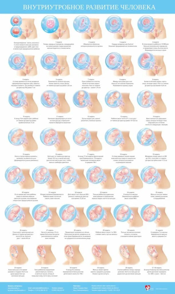 Эмбрион по неделям беременности. Положение ребенка по неделям. Расположение плода по неделям. Положение ребенка по неделям. Расположение ребенка в утробе по неделям.