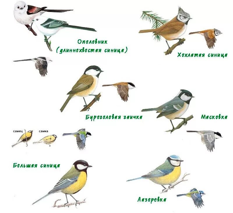 Какие именно птицы. Виды синиц. Синица в воде. Виды синиц с картинками. Синички разные виды.