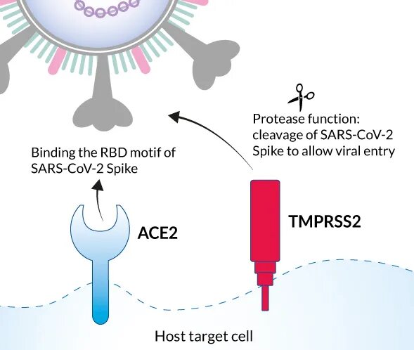 Ace 2 Рецептор коронавирус. Рецепторы клеток для SARS-cov-2. Сарс ковид 2. Сериновая протеаза tmprss2. Sars cov 2 ответы на тест