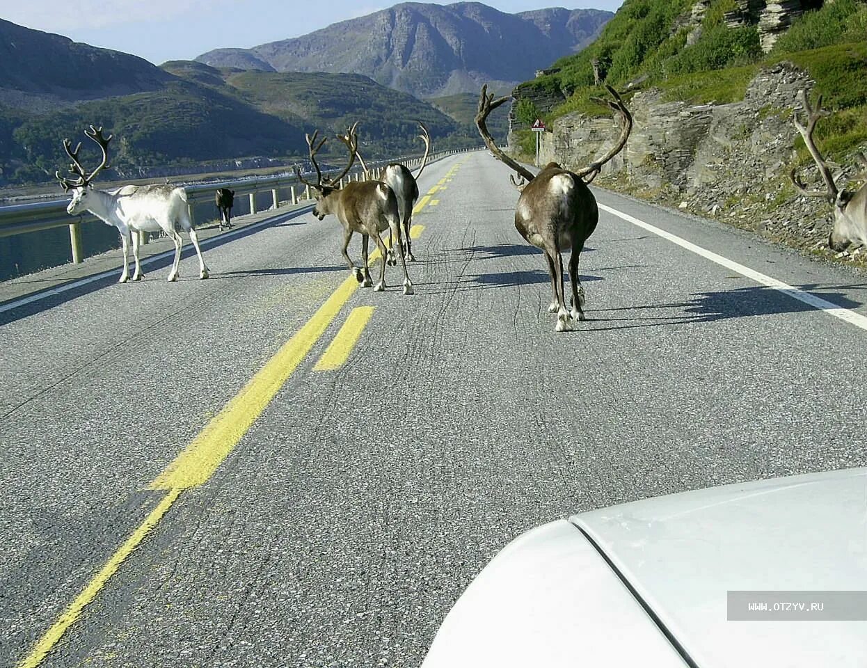 Олень дорожный. Олень на дороге. Норвегия олени на дороге. Олени в Финляндии на дороге. Норвегия олени гуляют по дорогам.