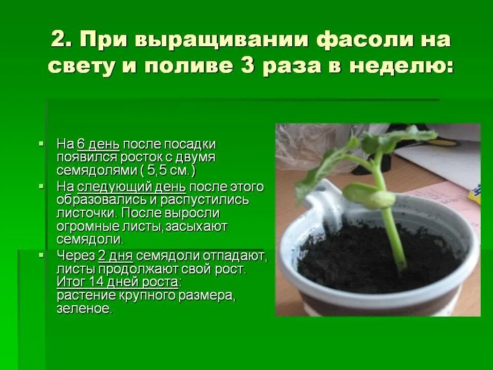 Через сколько дней появляются листочки. Условия прорастания фасоли. Проект выращивание фасоли. Прорастание растений. Проект выращивание растений в домашних условиях.