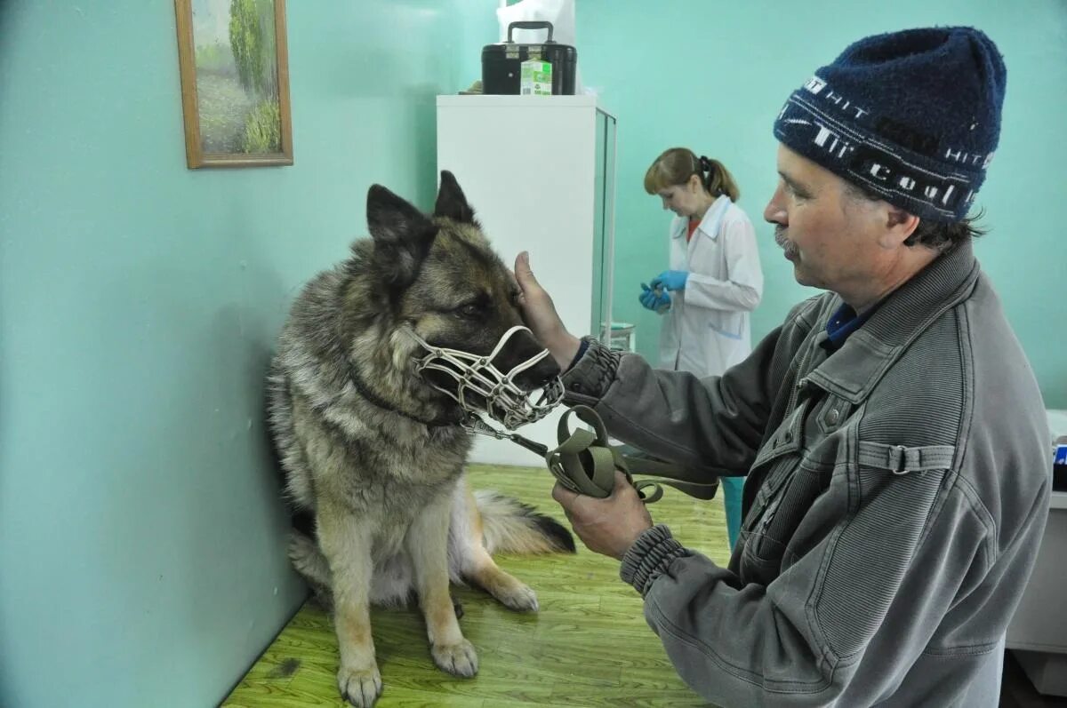 Бесплатная вакцинация кошек в москве 2024. Вакцинация животных. Прививку питомцу. Бешенство у животных ликвидация очага. Бешенство у собак в селе русская Борковка.