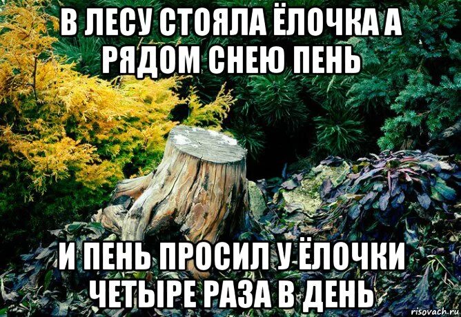 Пень. Пенек для детей. Загадка про пенек. Цитата пень. Старый пень.