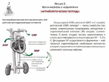Натрийуретический пептид 32 что за анализ