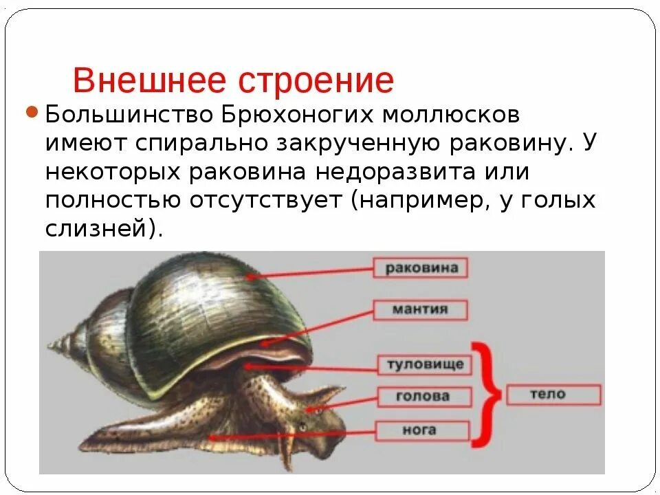 Какие органы дыхания характерны для наземных моллюсков. Внешнее строение брюхоногих моллюсков. Прудовик обыкновенный строение раковины. Тело брюхоногих моллюсков. Внутреннее строение брюхоногих моллюсков.