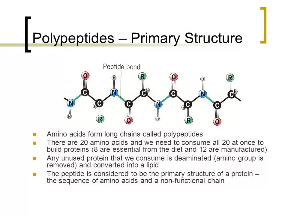 Peptide Primary structure. Primary structure of Protein. Polypeptide. Polypeptide Bond.