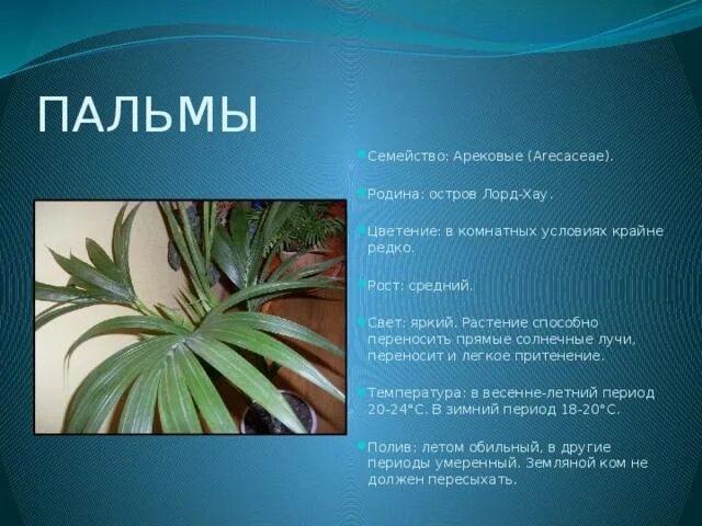 Пальма однодольное растение. Семейство пальмы. семейство пальмовые представители. пальмовое семейство характеристика. растение семейство пальм.