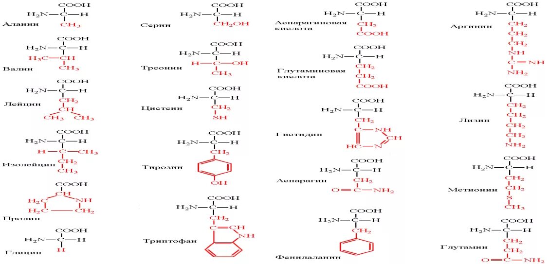 Формулы аминокислот с неполярными радикалами. Классификация аминокислот биохимия. Классификация аминокислот гидрофобные гидрофильные. Классификация аминокислот с формулами.