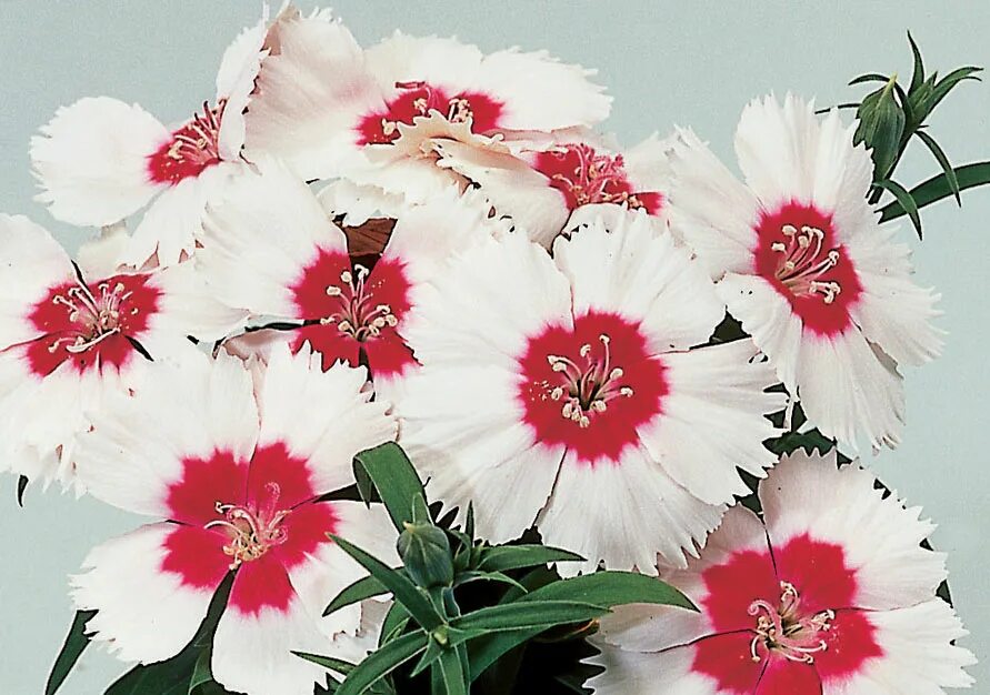 Dianthus chinensis гвоздика китайская. Гвоздика китайская (Dianthus chinensis) Diana. Выращивание гвоздики китайской махровой