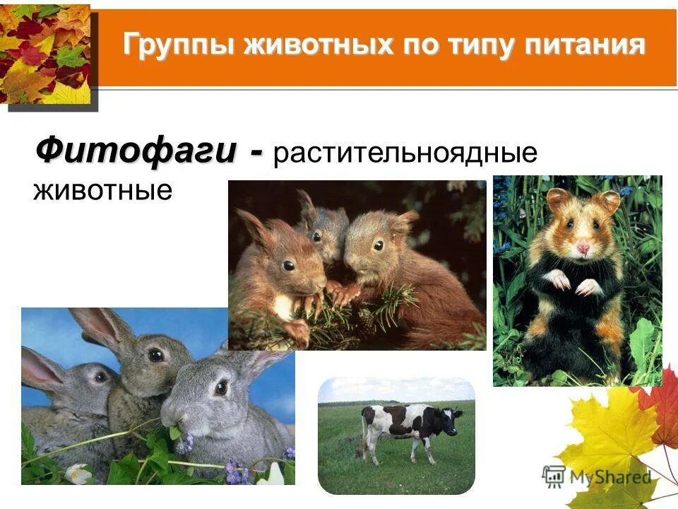 Классы животных по питанию